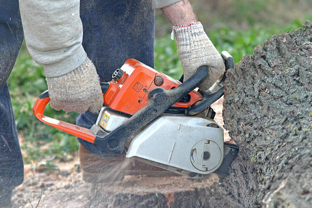 Best Hazardous Tree Removal  in Winterville, GA